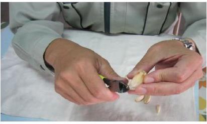 ②いしづき取り